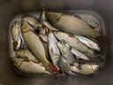 民間藝人魚鉤綁好短子線雙鉤成品套裝釣魚金袖鉤有刺金海夕漁具野釣鯽魚鉤 曬單實(shí)拍圖