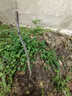 素顏冰糖脆棗樹(shù)苗沾化冬棗樹(shù)苗特大棗苗冰糖棗果樹(shù)苗耐寒南北方種植 6年棗樹(shù)苗當年結果多 曬單實(shí)拍圖