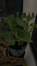 臨雅繡球花苗盆栽室內(nèi)陽(yáng)臺(tái)庭院植物四季開(kāi)花卉無(wú)盡夏帶花苞耐寒老樁秀 【花期帶花】太陽(yáng)神殿 曬單實(shí)拍圖