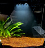 寵盒桌面生態(tài)魚(yú)缸亞克力小型客廳免換水水族箱迷你家用觀(guān)賞魚(yú)飼養魚(yú)箱 黑色背濾小魚(yú)缸/裸缸 曬單實(shí)拍圖