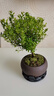 幼薇小葉赤楠盆景擺件 室內(nèi)綠植花卉盆栽老樁客廳辦公室桌面好養(yǎng)植物 小葉赤楠+紫砂盆+圓形底盤 帶盆栽好 曬單實(shí)拍圖