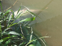 漢鼎一號四代釣魚竿手桿碳素臺釣竿手竿 7.2m四代小綜合套裝 曬單實拍圖