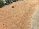 斡爾牧場草坪種子狗牙根帶殼包衣草籽四季常青護(hù)坡狗牙根庭院綠化草種 曬單實(shí)拍圖