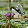 適馬（SIGMA）60-600mm F4.5-6.3 DG DN OS｜Sports 全畫幅微單 超遠(yuǎn)攝變焦鏡頭 人像打鳥（索尼E口） 曬單實(shí)拍圖