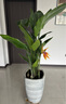 雙盟天堂鳥大型植物客廳綠植盆栽辦公室內(nèi)鶴望蘭好養(yǎng)落地網(wǎng)紅源頭直發(fā) 曬單實拍圖