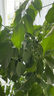 植男植女三層幸福樹(shù)造型綠寶盆栽客廳室內(nèi)大型綠植辦公室喬遷新居源頭直發(fā) 曬單實(shí)拍圖