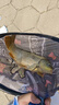 本諾碳素炮臺(tái)支架魚(yú)竿架桿輕硬大物臺(tái)釣椅釣箱地插架竿釣魚(yú)手竿支架 2.4m 【高碳大物】金屬羊角+后掛 曬單實(shí)拍圖