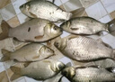 夜光漂超醒目全綠尾陰天尾超亮咬鉤變色電子漂高靈敏夜釣魚(yú)漂浮漂 淺香E-31【鉛1.6g】 咬鉤變紅-1支【配電池1顆】 曬單實(shí)拍圖