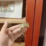紀(jì)詩哲（GIEVSZHE）金色銀杏葉胸針高檔女奢侈高端品牌胸針胸花胸針女生日禮物送女友 金色銀杏葉胸針【當(dāng)日次日達(dá)】 曬單實(shí)拍圖