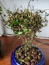 詩甲 小葉赤楠盆景綠植耐寒盆栽室內(nèi)桌面植物辦公室客廳送禮開花結(jié)果 五年赤楠+千里江山盆+底座 曬單實拍圖