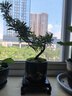 河馬藍(lán)天小葉雀舌羅漢松盆景辦公室內(nèi)客廳綠植花卉四季常綠樹(shù)苗擺件年宵花 旭日東升盆 臨水懸崖羅漢松【送底座+苔蘚】 曬單實(shí)拍圖