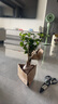 茉莉花苗盆栽帶花苞九里香老樁花卉植物室內(nèi)濃香四季開花好養(yǎng) 大份茉莉花【4-6顆】花苞飽滿 曬單實拍圖