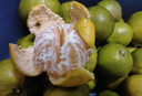 正宗現(xiàn)摘頭茬青皮蜜桔 果香濃郁皮薄小蜜桔整箱當(dāng)季時(shí)令孕婦橘子 9斤【凈重8.5斤】 甄選裝 曬單實(shí)拍圖
