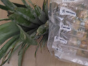 佳農(nóng) 黑鉆菠蘿1粒裝 巨無霸大果 菲律賓鳳梨 凈重3.6斤 生鮮水果 包郵 曬單實拍圖