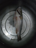 鮮活沖浪河鱸魚400-500g/條 曬單實拍圖