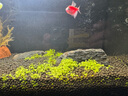 瘋狂水草（FKSC）4L魚(yú)缸水草泥和種子底沙魚(yú)缸造景水草泥套餐用品水草缸底砂水藻泥 曬單實(shí)拍圖