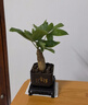仙植緣【快遞】發(fā)財樹桌面盆栽文竹白掌客廳辦公室內(nèi)懶人綠植 單桿發(fā)財樹+舍得膠盆+底座+陶粒 曬單實拍圖