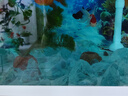寵小帥冰藍(lán)石琉璃水晶石魚缸造景擺件水族箱裝飾天空之城布景鋪底觀賞石 【5斤】冰藍(lán)水晶石 （優(yōu)質(zhì)精挑） 曬單實(shí)拍圖