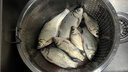 阿盧p04輕口高靈敏度鯽魚(yú)漂鯉魚(yú)漂醒目蘆葦浮漂黑坑野釣滑口弱口浮標(biāo) LPP04本色15目細(xì)尾-正常尾顏色 4號(hào)一支(吃鉛約1.73克) 曬單實(shí)拍圖