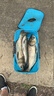 甲米島縱橫江湖黑坑1號酸甜3號果香黑科技鯽魚(yú)散炮拉餌釣青草魚(yú)翹嘴餌料 縱橫黑坑3號（果香）900g 曬單實(shí)拍圖