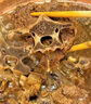 凘夢沅內(nèi)蒙古特產(chǎn)蘇尼特羊肉手把肉送禮錫林郭勒原產(chǎn)烤肉露營燒烤食材 【送禮首選】內(nèi)蒙古原產(chǎn)半羊套餐 曬單實拍圖