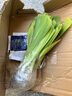 混色多品種鳶尾花苗露天陽臺盆栽地栽花卉南方北方種植耐寒耐熱 【10顆】送肥料 曬單實(shí)拍圖
