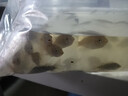 羅非魚苗特大種脆肉新吉富全雄性羅非魚活體淡水養(yǎng)殖食用單性魚苗 羅非魚苗3-5公分 50條送10%防損 曬單實(shí)拍圖