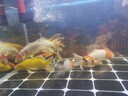 錦鯉活魚觀賞魚冷水魚淡水魚錦鯉活體魚苗錦鯉魚苗紅白錦鯉大型 紅白4條三色3條14-16cm 曬單實(shí)拍圖