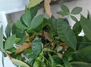 發(fā)財(cái)樹專用營養(yǎng)液葉子發(fā)黃掉葉爛根枯葉落葉起斑催芽劑促發(fā)芽肥料 1瓶【發(fā)財(cái)爆芽】 曬單實(shí)拍圖