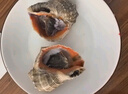 鮮京采 鮮活海螺 凈重2斤 10-14只 中號 生鮮海鮮 源頭直發(fā) 曬單實拍圖