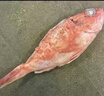 紅石斑魚鮮活冷凍刺少肉厚大紅魚龍膽富貴魚深海海魚大魚新鮮海鮮 紅石斑魚1.8斤-2斤/條 鮮活速凍超大紅石斑魚3條 曬單實拍圖