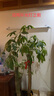 飛利浦(PHILIPS)全光譜LED植物生長燈大棚花卉室內(nèi)家用多肉補(bǔ)光燈仿太陽自然光光合作用燈 飛利浦24W全光譜燈管配飛利浦燈架 曬單實(shí)拍圖
