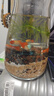 云峰海瑞小型熱帶魚(yú)觀(guān)賞魚(yú)孔雀魚(yú)雜袍孔雀魚(yú)天空藍活體活魚(yú)紅扇血紅 1公1母【鴻運當頭孔雀魚(yú)】 曬單實(shí)拍圖