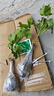 【買一送一】正宗葡萄樹苗盆栽地栽南方北方種植耐寒庭院果樹苗木 0.8cm（含）-1cm（不含） 組合 【陽光玫瑰+巨峰】帶土帶葉+肥 曬單實(shí)拍圖