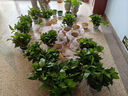 雙盟綠蘿盆栽除甲醛綠植辦公室新房?jī)艋諝?80自吸水16盆裝源頭直發(fā) 曬單實(shí)拍圖