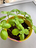 IAM City Farmer羅勒DIY植物種植趣味盆栽廚房香料種子四季種植兒童種植易活10070 曬單實(shí)拍圖