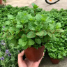 薄荷教室植物盆栽留蘭香驅蚊好養(yǎng)活植物綠植陽臺四季常青盆栽好養(yǎng) 2盆薄荷+2個透明吸水盆 曬單實拍圖