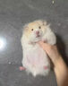 ANIMALOG倉鼠感冒專用藥金絲熊兔子小寵特效急救眼睛發(fā)紅噴嚏咳嗽四肢無力 1瓶裝【吃完好】不傷愛寵 曬單實(shí)拍圖