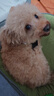 AMO PETRIC長(zhǎng)毛犬精油沐浴露除臭護(hù)毛止癢狗狗香波阿默洗澡浴液450ml 曬單實(shí)拍圖