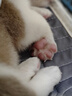 果粒之星純種柯基幼犬小型犬活體短腿柯基活體寵物狗威爾士三色柯基犬 寵物級 起售 曬單實拍圖