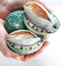 澳洲進(jìn)口翡翠大鮑魚(yú)鮮活冷凍生海鮮貝類(lèi)刺身火鍋食材佛跳墻送禮盒 1kg 6-7只【買(mǎi)就送1斤-限量活動(dòng)中】 曬單實(shí)拍圖