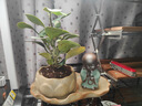 OIMG菩提樹(shù)盆栽禪意小盼菩提盆栽植物室內(nèi)花四季客廳觀葉辦公室綠植 小盼菩提+果子+蓮花盆+荷葉托盤(pán)+禪定菩提+鋪面石 帶盆栽好 曬單實(shí)拍圖