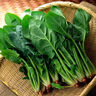 【產(chǎn)地直采】大菠菜300g 曬單實拍圖