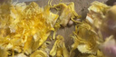 海南黃肉菠蘿蜜當季熱帶新鮮水果波蘿蜜黃肉干苞一整個熱帶水果 17-21斤 曬單實拍圖