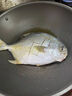大號金鯧魚(yú)鮮活冷凍新鮮金昌魚(yú)速凍海魚(yú)海昌深海海鮮 二條【400-500g/條】 曬單實(shí)拍圖