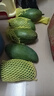 格沃斯 海南金煌芒新鮮芒果當(dāng)季現(xiàn)摘水果大果青芒一整箱批發(fā) 帶箱9-10斤(精選大果)巨甜 曬單實拍圖