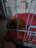 夢(mèng)茜兒純種泰迪幼犬活體寵物狗狗茶杯犬灰泰迪小狗狗貴賓犬泰迪狗幼崽 寵物級 家養款 公 曬單實(shí)拍圖