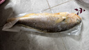 三都港 冷凍三去大黃魚凈重2斤/2條裝 寧德黃花魚 生鮮魚類 燒烤 曬單實拍圖