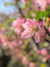 火車(chē)頭米磚茶趙李橋茶廠(chǎng)藏茶新疆熬奶茶磚湖北紅茶茶葉赤壁羊樓洞紅茶磚 2015年350g 曬單實(shí)拍圖