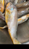 冰鮮部族小黃魚 新鮮冷凍海鮮深海黃花魚 活魚速凍燒烤食材 【新鮮海捕】深海小黃魚4斤 曬單實拍圖